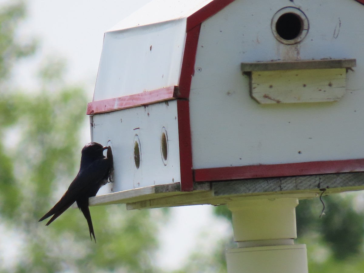 Purple Martin - Scott Clark