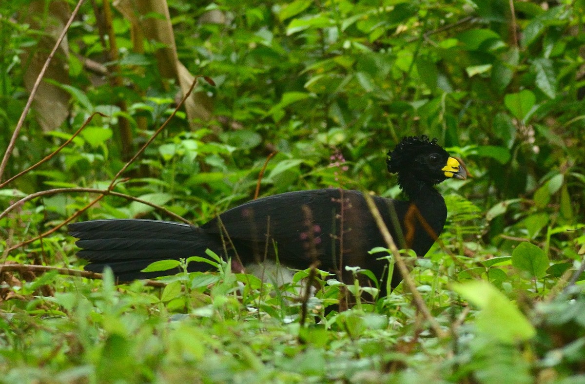 Great Curassow - Woody Gillies