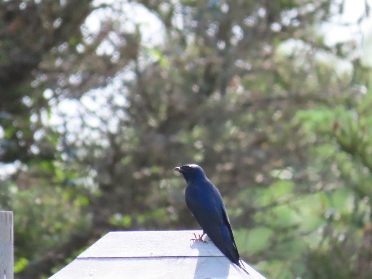 Purple Martin - Scott Clark