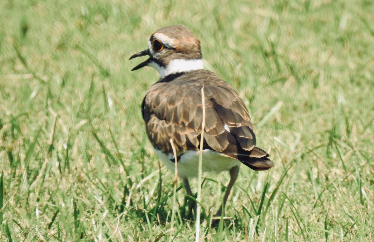 Killdeer - Florida Birder