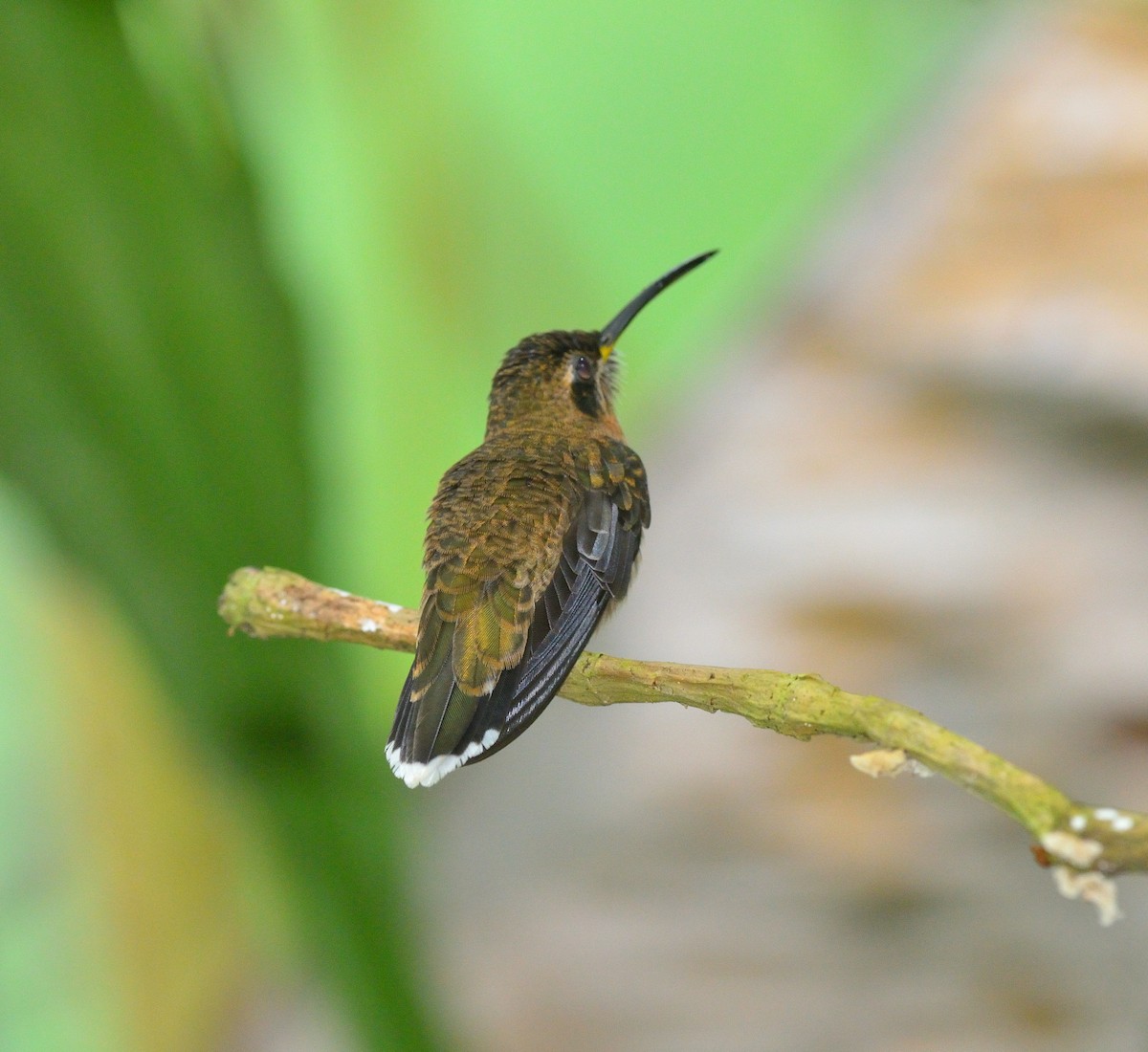 Band-tailed Barbthroat - Woody Gillies