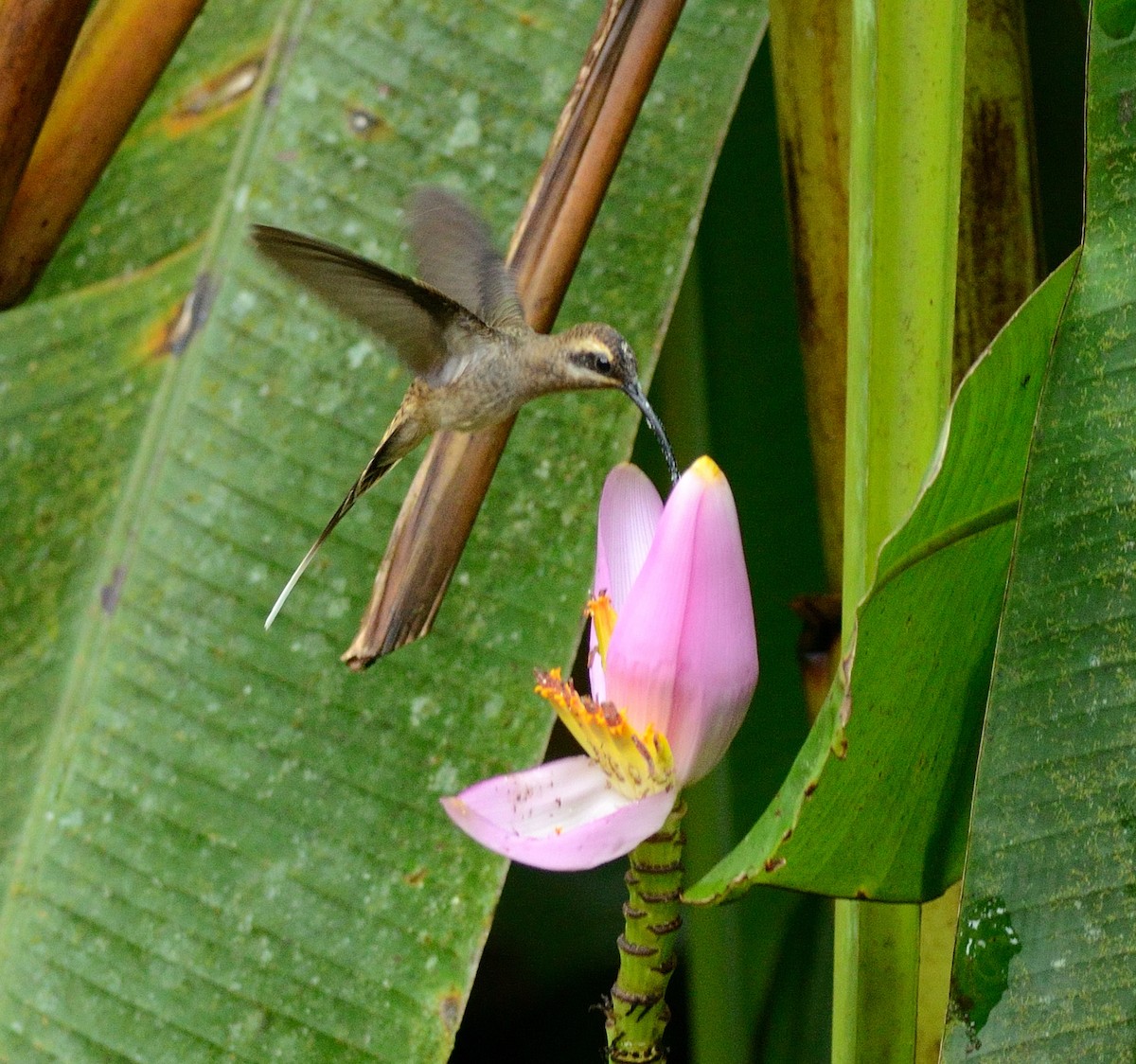 Длинноклювый колибри-отшельник - ML178858721