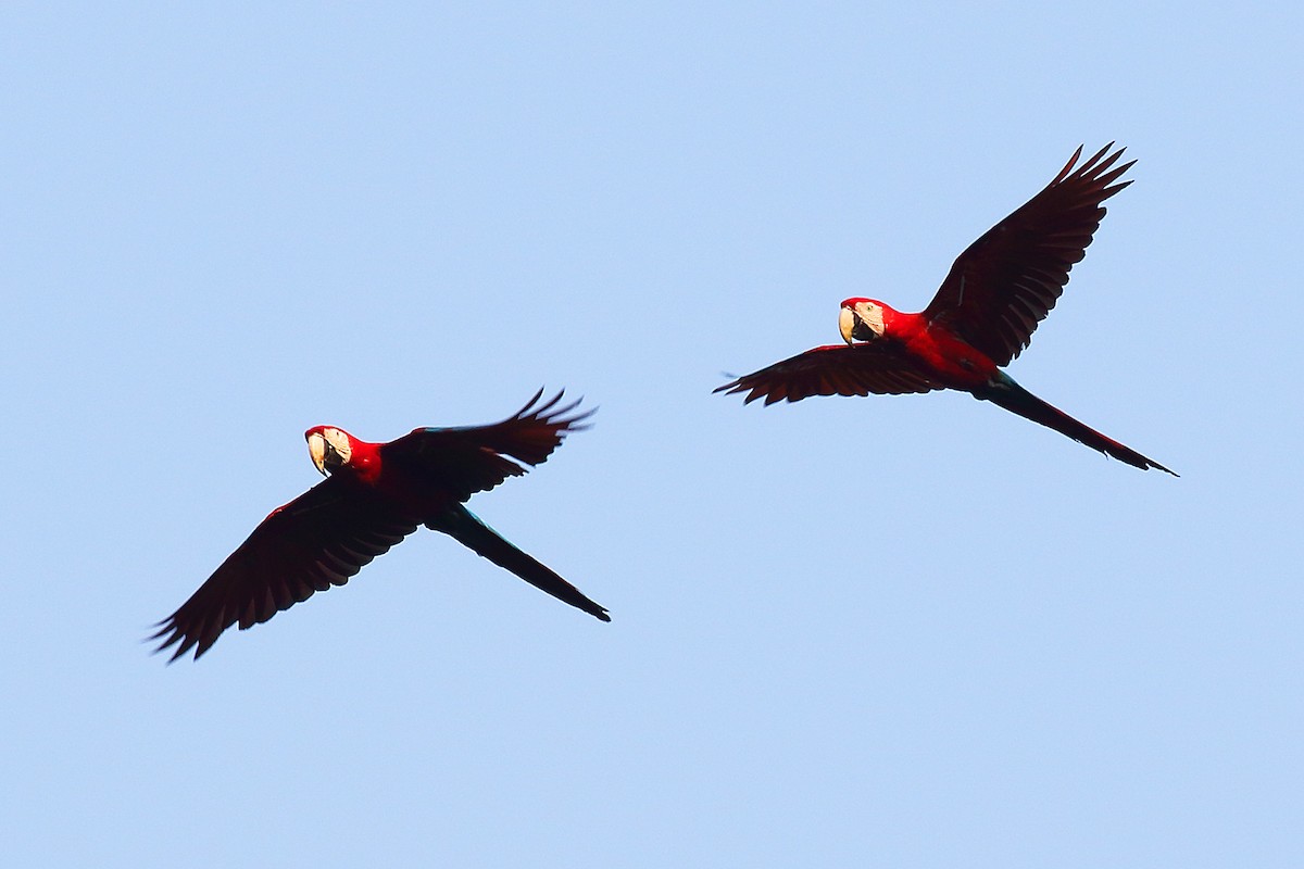 Scarlet Macaw - ML178858991
