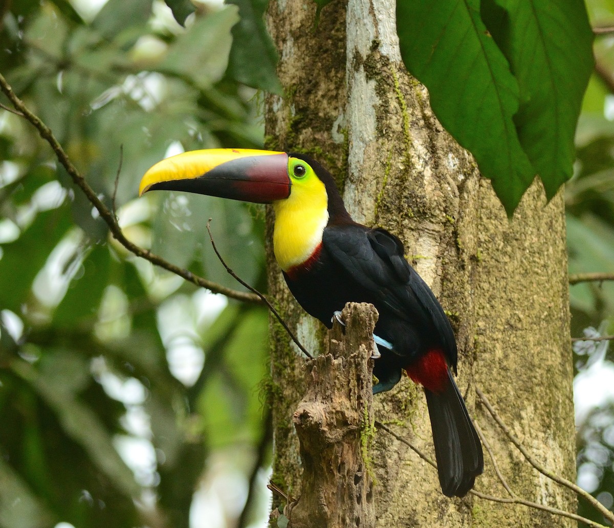 Yellow-throated Toucan - Woody Gillies