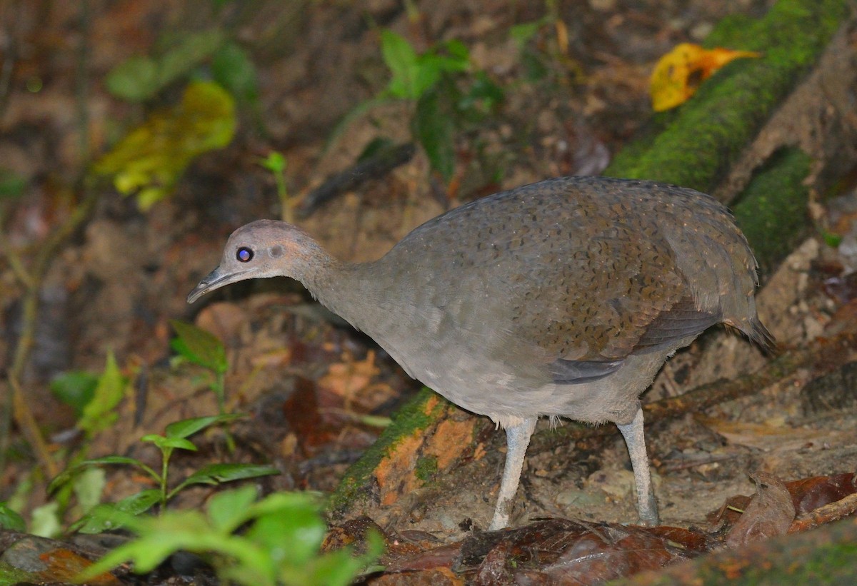 Great Tinamou - Woody Gillies