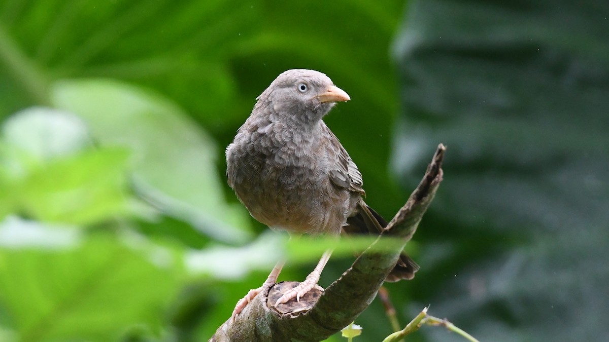 Yellow-billed Babbler - ML178861801