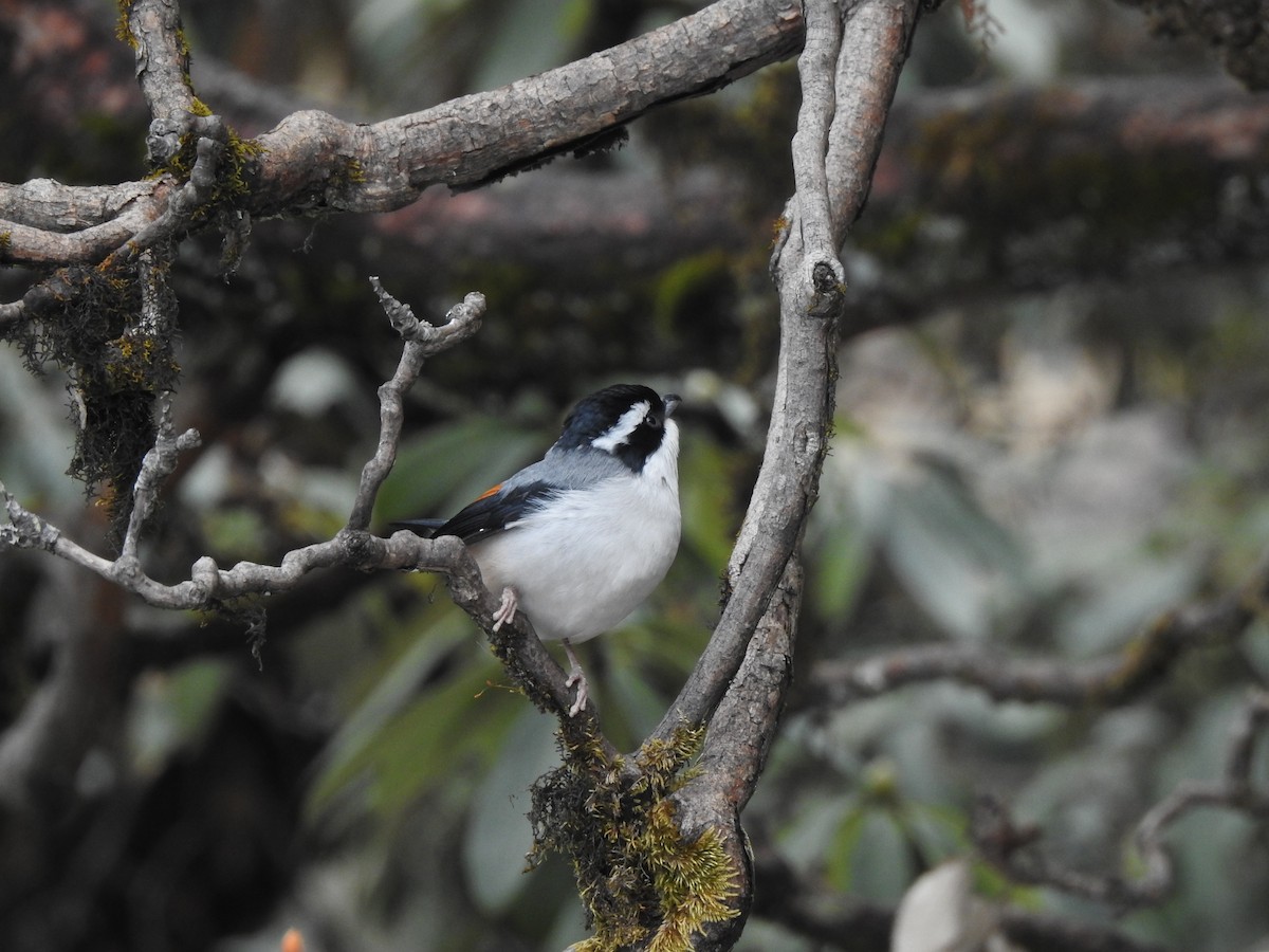 Vireo Alcaudón Cejiblanco (ripleyi) - ML178861881