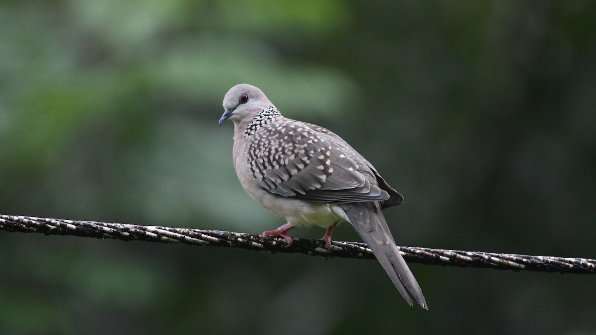 Spotted Dove - ML178862181