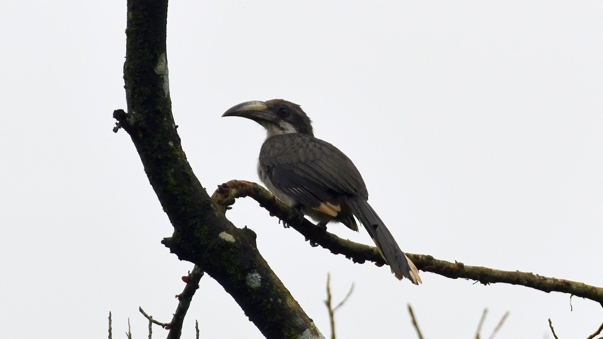 Sri Lanka Gray Hornbill - ML178862191