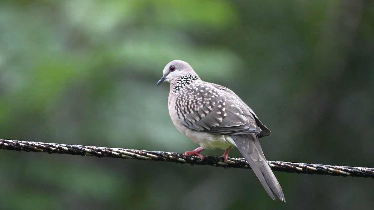 Spotted Dove - ML178862281