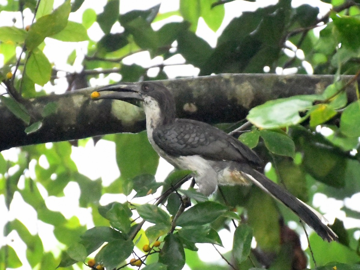 Sri Lanka Gray Hornbill - ML178862291