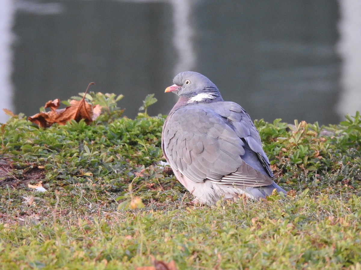 Common Wood-Pigeon - Jin Park