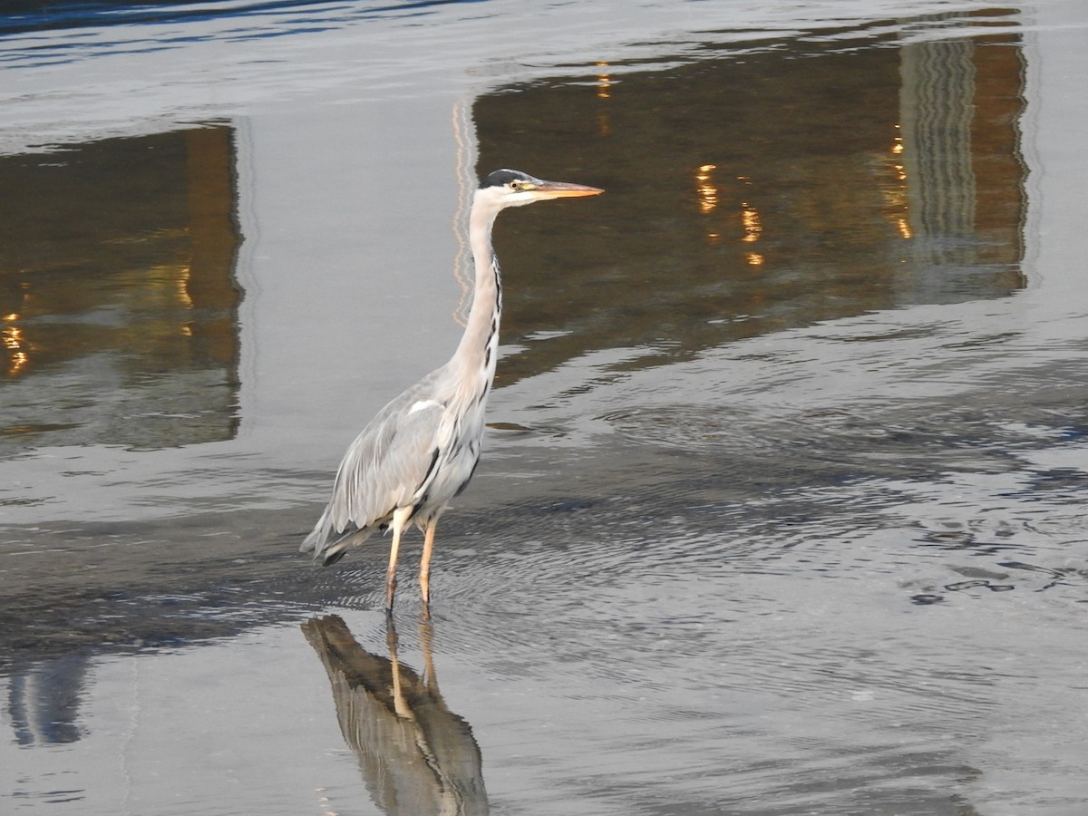 Gray Heron - ML178862571