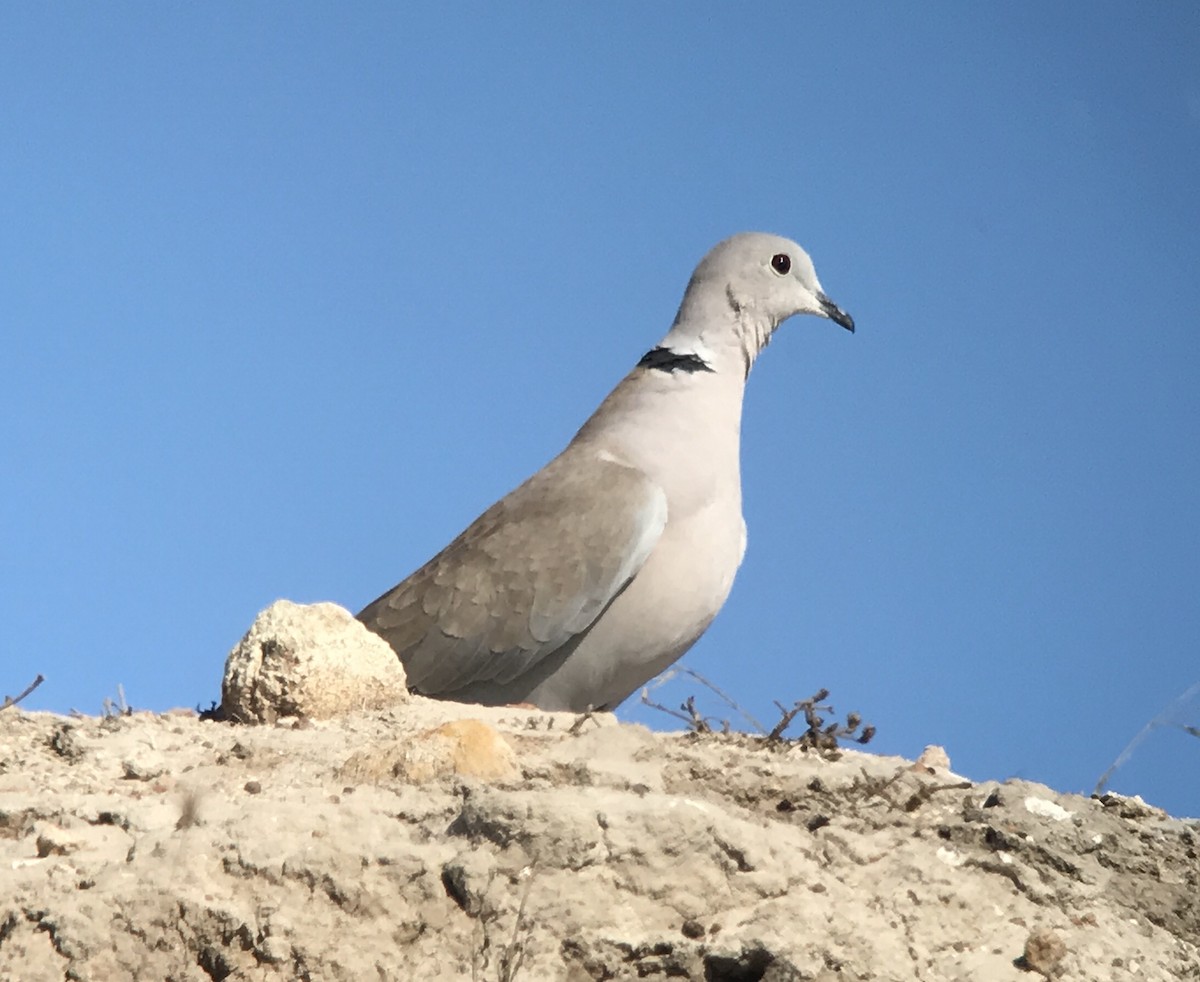 Eurasian Collared-Dove - Justyn Stahl