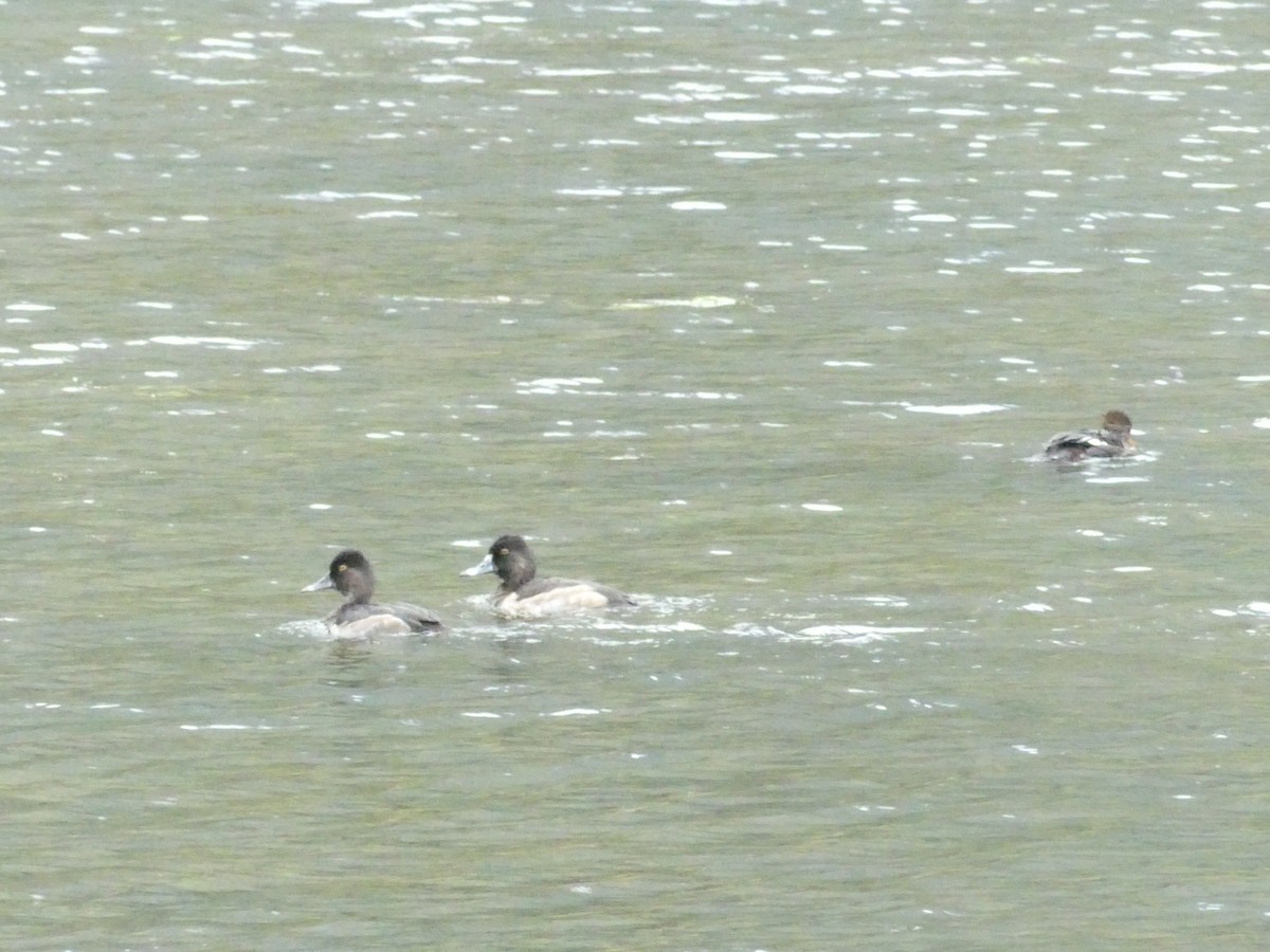 Ring-necked Duck - ML178864041