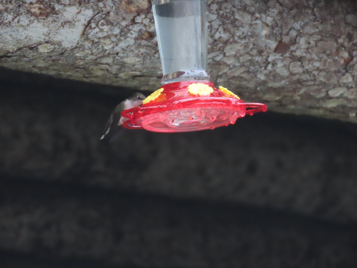 Ruby-throated Hummingbird - ML178864471