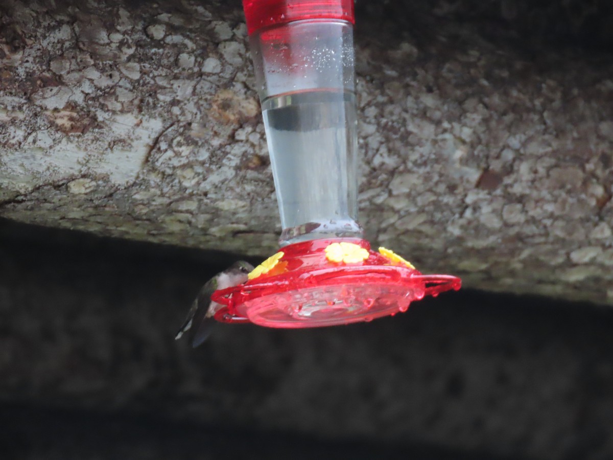 Ruby-throated Hummingbird - ML178864491