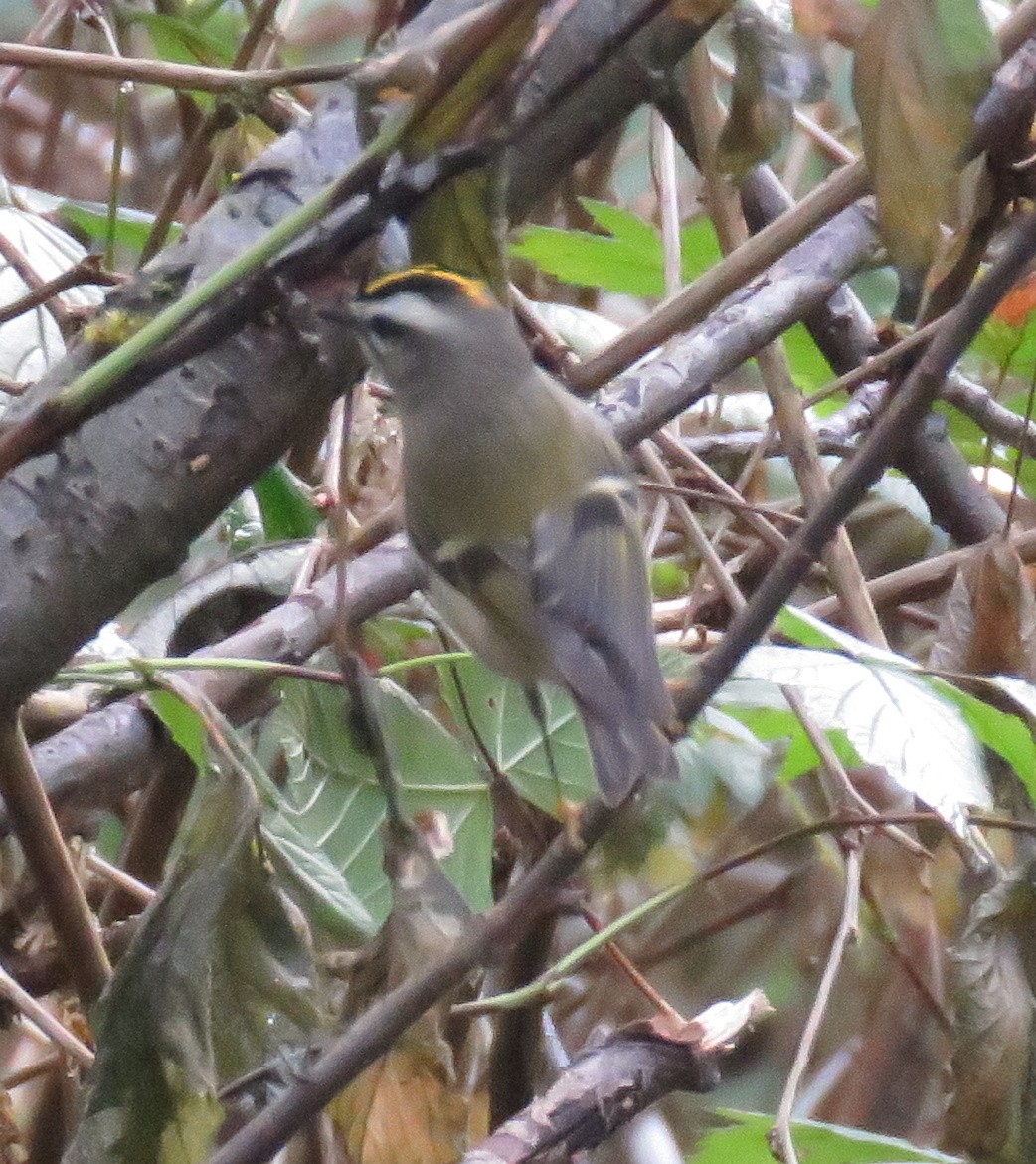 Golden-crowned Kinglet - ML178865151