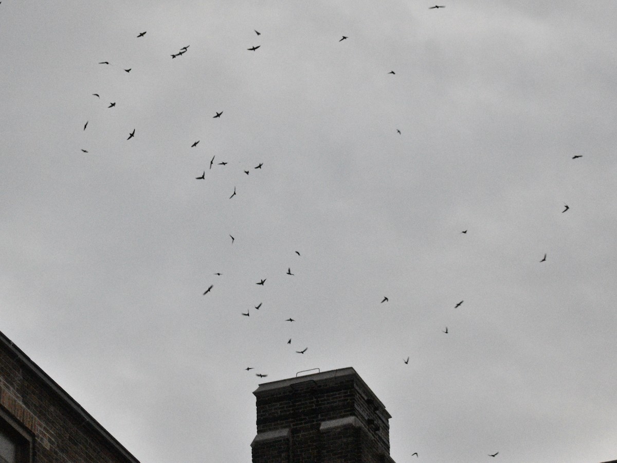 סיס ארובות - ML178865971