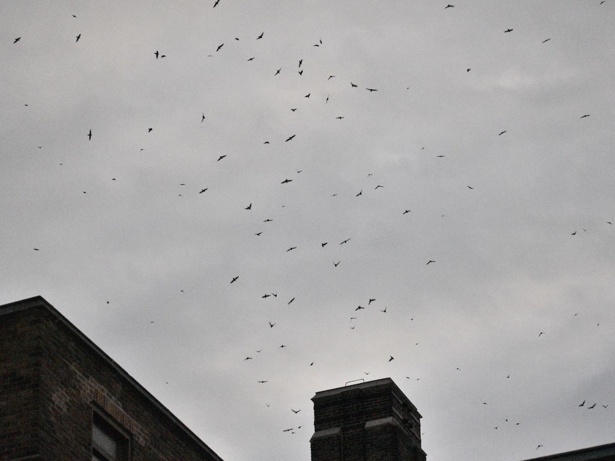 סיס ארובות - ML178865981