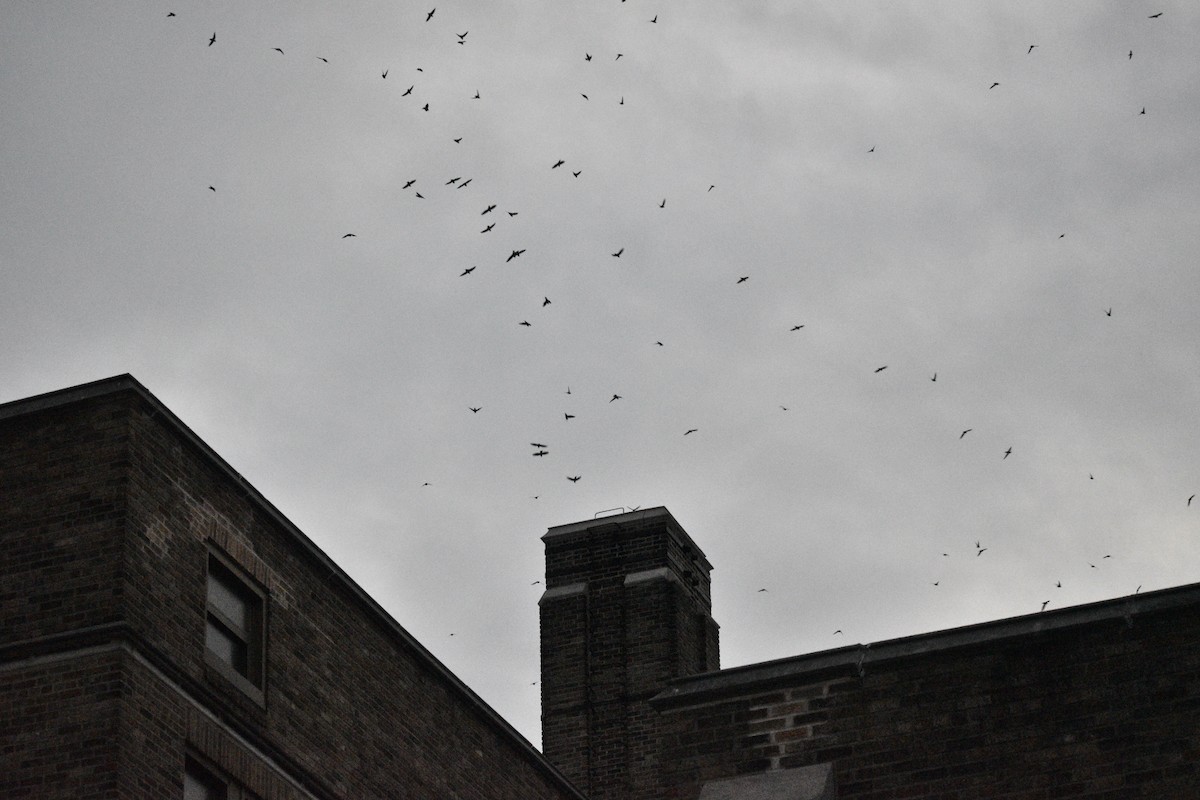 סיס ארובות - ML178865991