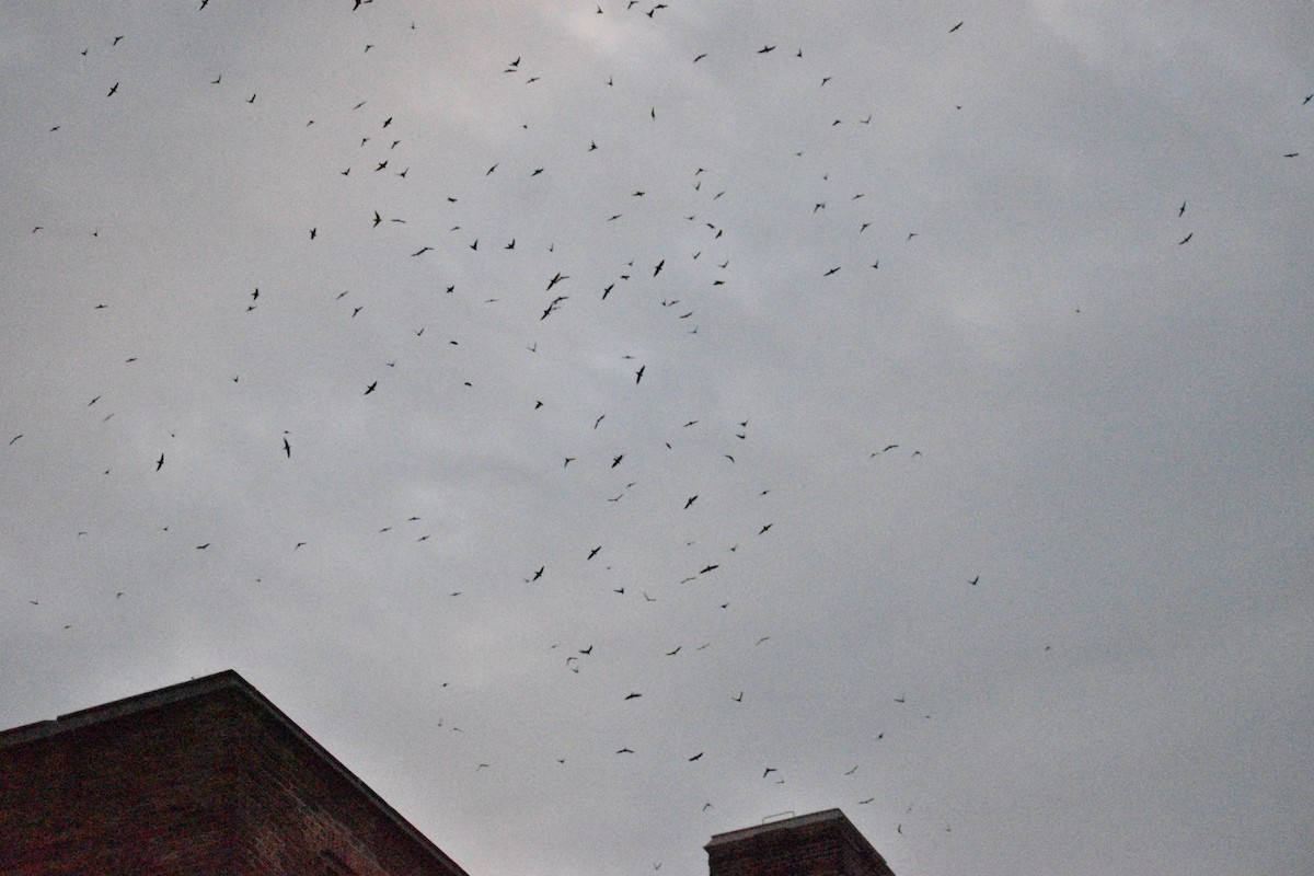 סיס ארובות - ML178866001