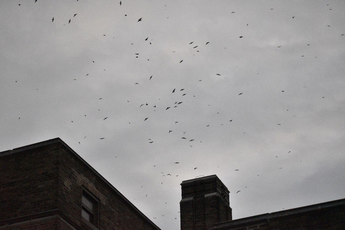 סיס ארובות - ML178866011