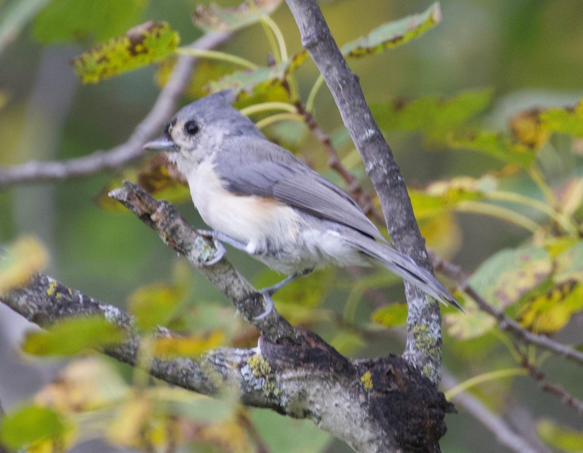 Tufted Titmouse - ML178867051