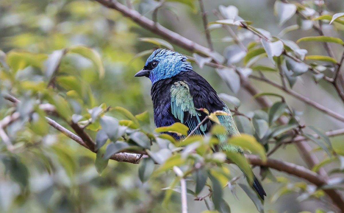 Tangara Cabeciazul - ML178868861