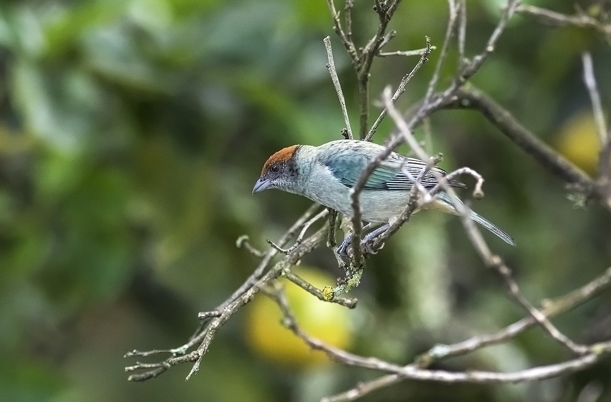 Scrub Tanager - ML178869901