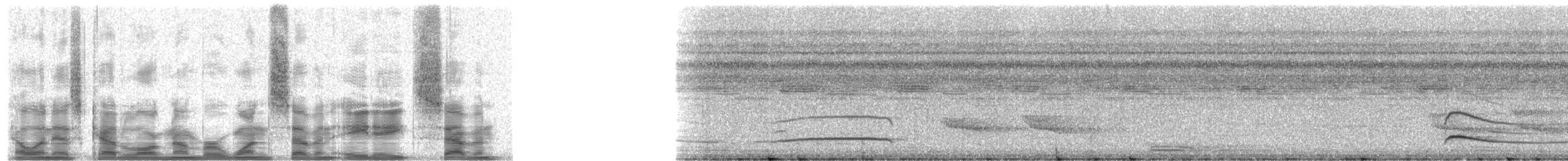 Ramphotrigon sp. - ML17887