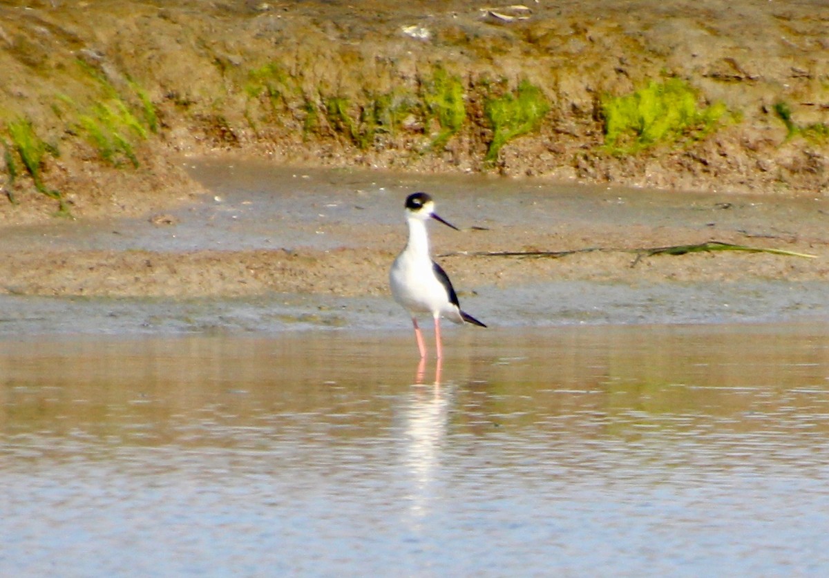 Schwarznacken-Stelzenläufer - ML178870121