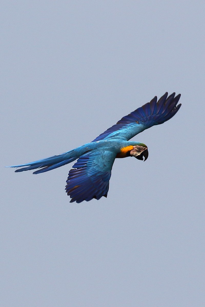 Blue-and-yellow Macaw - ML178870221