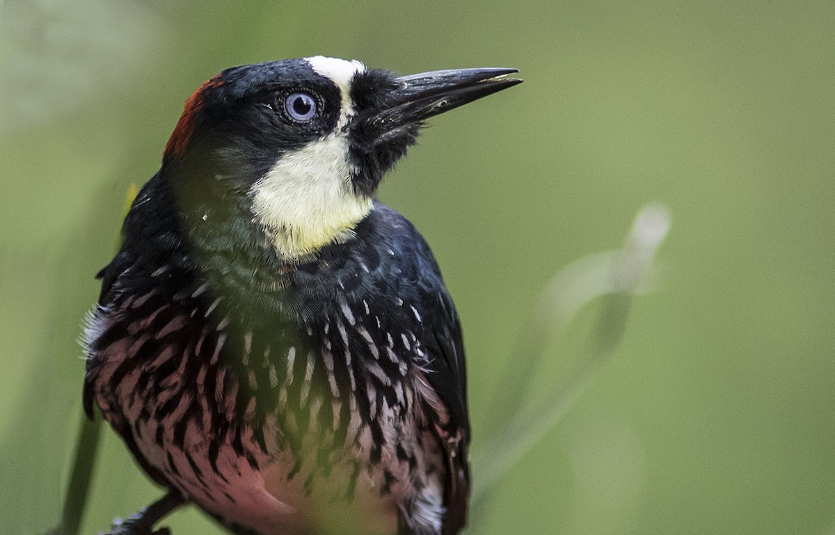 Acorn Woodpecker - ML178870281