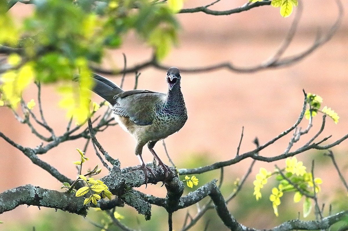 Chachalaca Colombiana - ML178871691