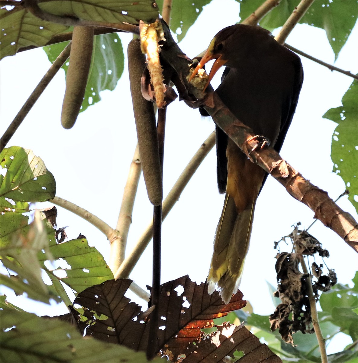 Russet-backed Oropendola - ML178871811