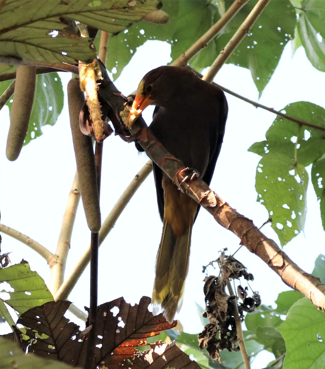 Russet-backed Oropendola - ML178871911