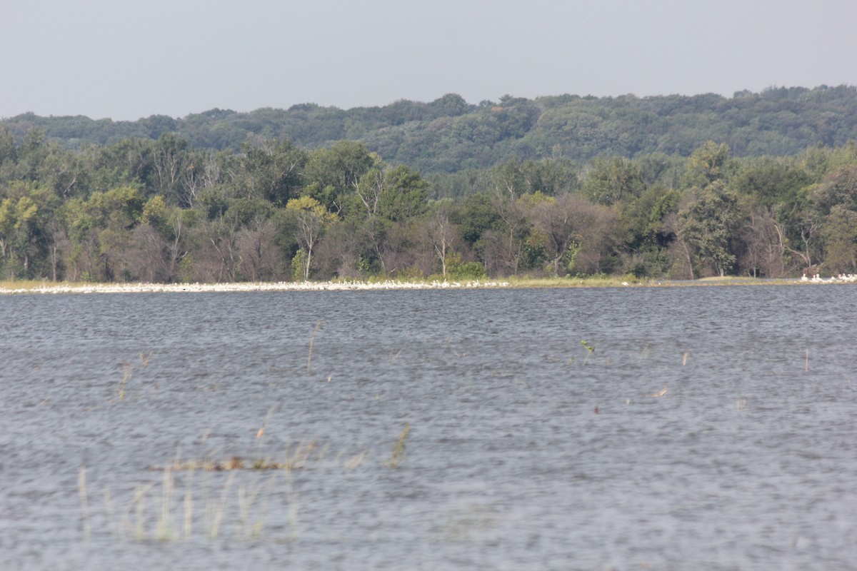 American White Pelican - ML178873051