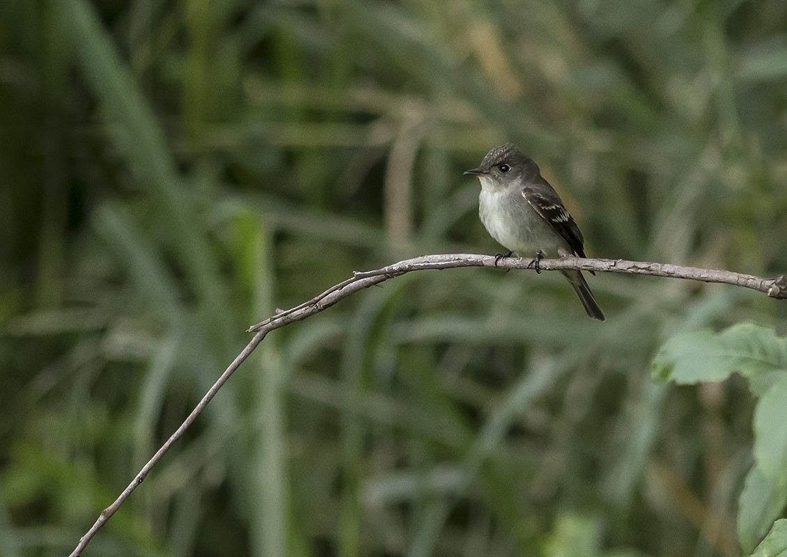 Mosquero Alisero - ML178873301