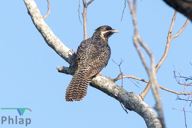 Pacific Koel - ML178875621