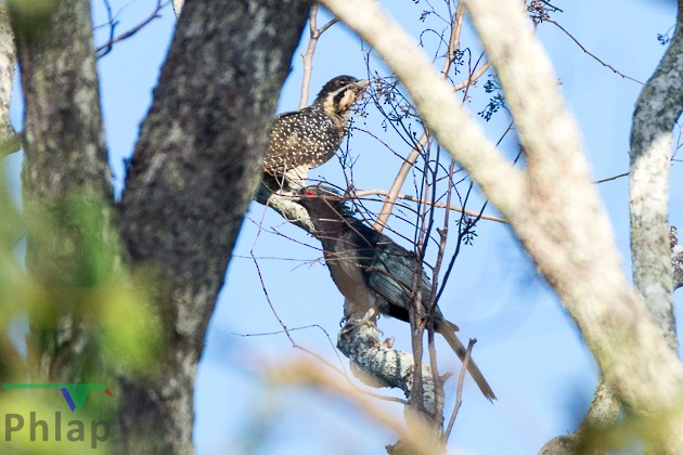 Pacific Koel - ML178875631