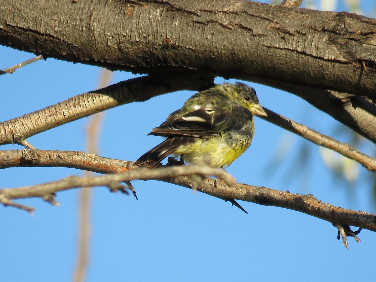 Lesser Goldfinch - Dave Hawksworth