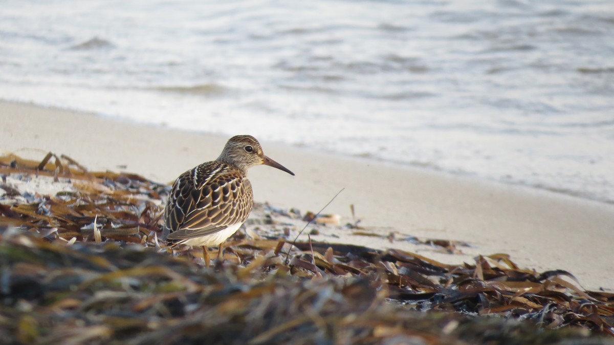 Pectoral Sandpiper - ML178877981