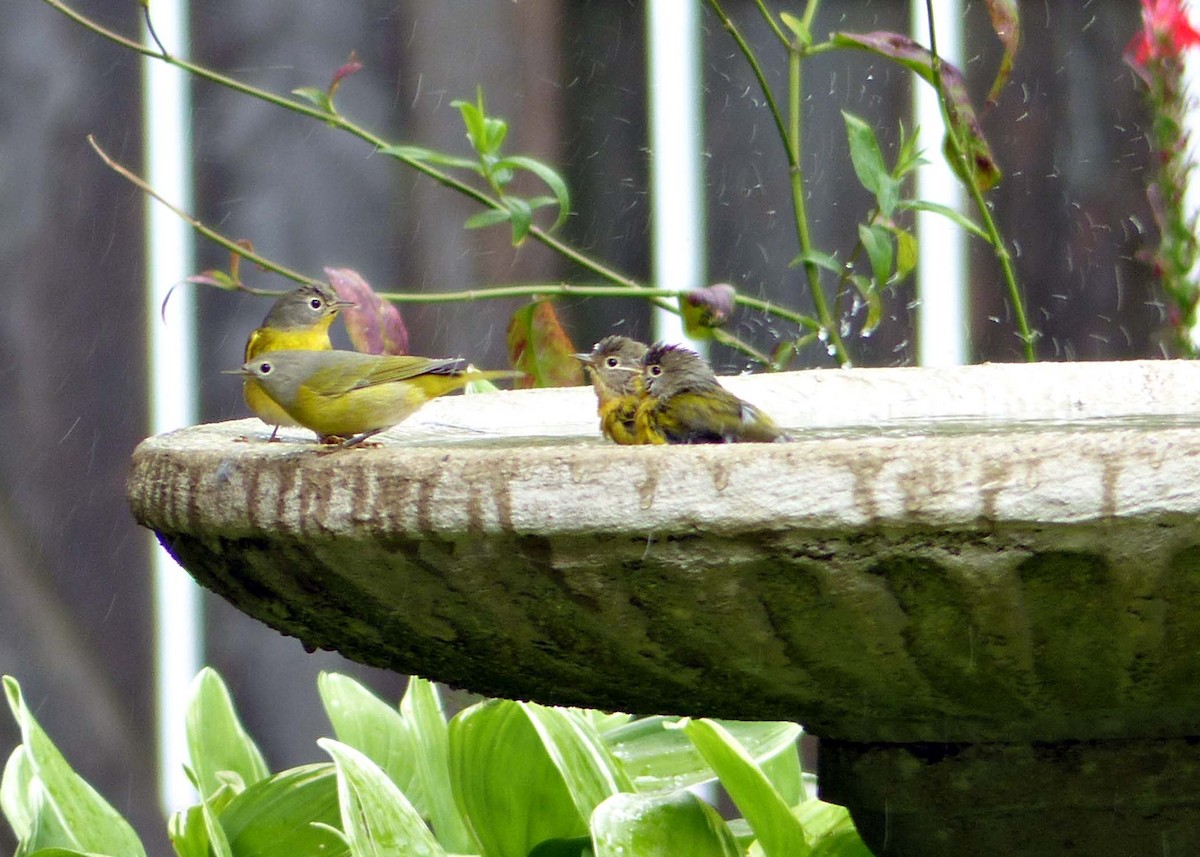 Paruline à joues grises - ML178878171