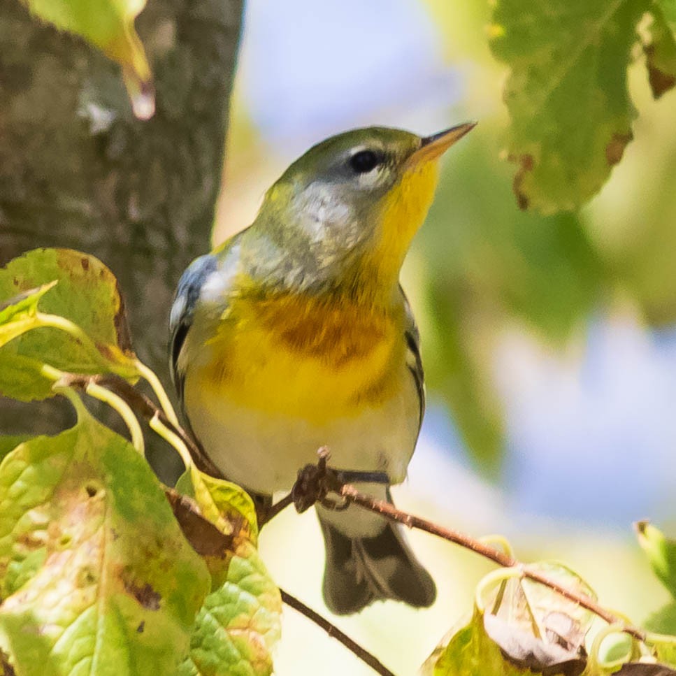 Northern Parula - ML178879581