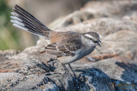 JUNO Mockingbirdタイプ AQ8144-002.jpg?w=700&h=700&