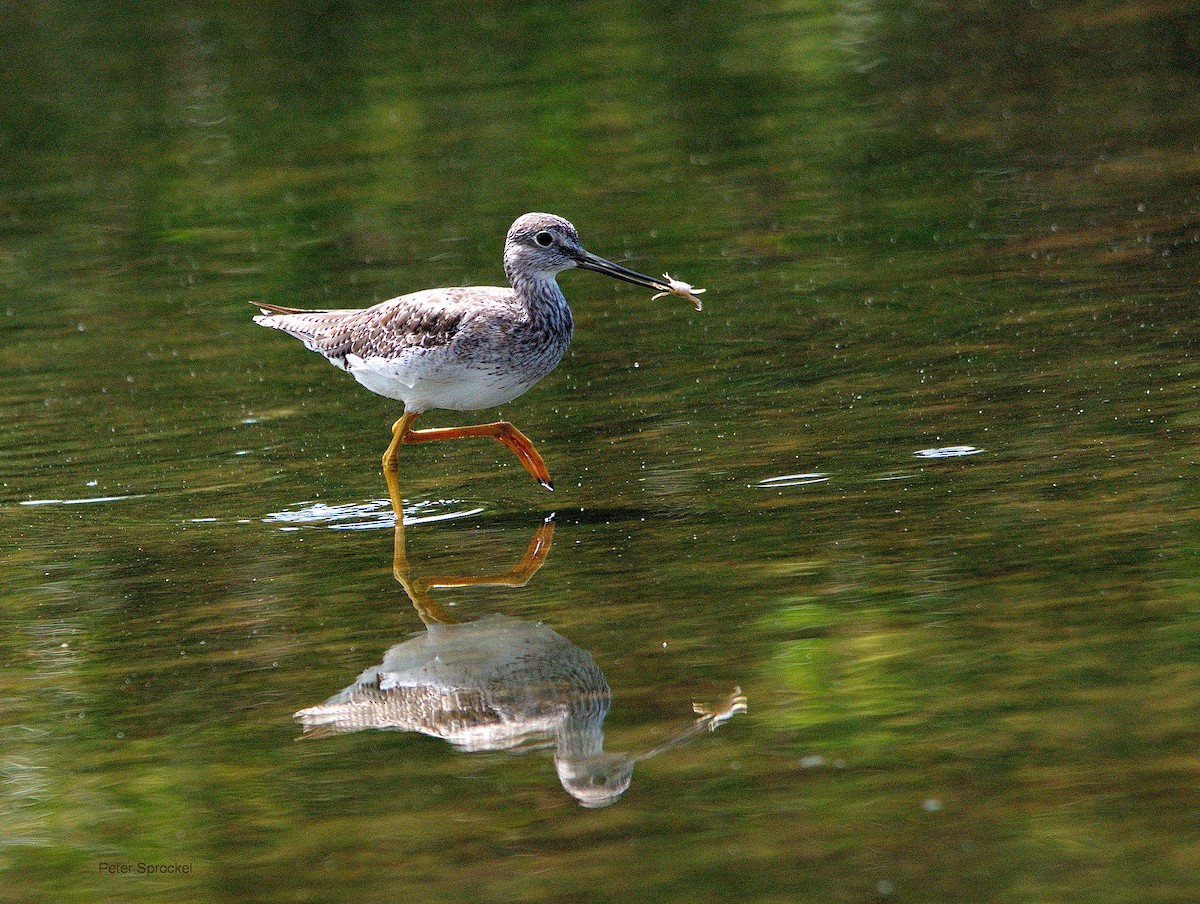 Greater Yellowlegs - ML178882261