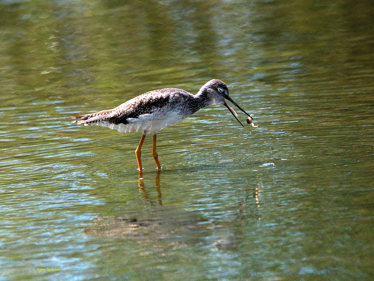 Greater Yellowlegs - ML178882271