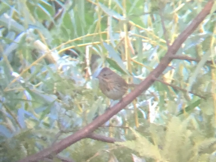 Lincoln's Sparrow - ML178882341