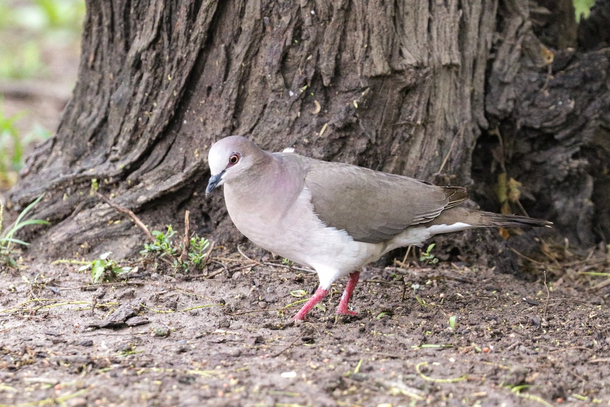 White-tipped Dove - Tommy Pedersen